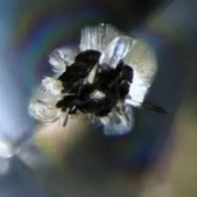 Dark inclusions