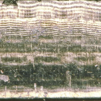 Layered growth rings